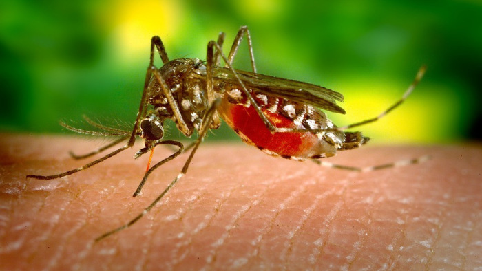 Így működik a biológiai szúnyogirtás