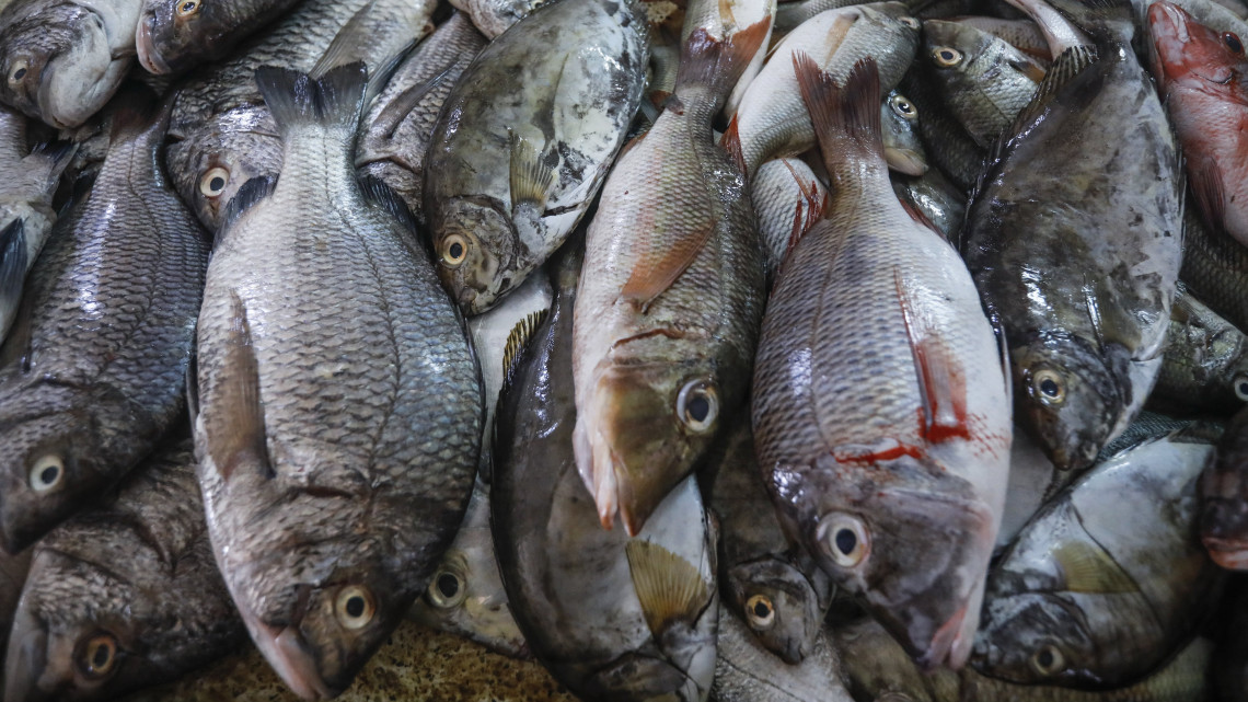 Lamu, 2018. március 27.Az Atlanti-óceánonból kifogott halak a délkelet-kenyai Lamu sziget halpiacán 2018. március 24-én. Lamu sziget gazdaságában a legmeghatározóbb a halászat, a mezőgazdaság és a turizmus, az itt élők fő megélhetési forrása a halászat, amely az utóbbi időben a korallpusztulás, a partmenti túlhalászás, az illegális halászati módszerek miatt jelentős mértékben visszesett. A helyi halászok szerint a Lamu  kikötőjében zajló építkezés nagy mértékben hozzájárult a természetes élőhelyek és a halállomány pusztulásához. (MTI/EPA/Kurokava Dai)