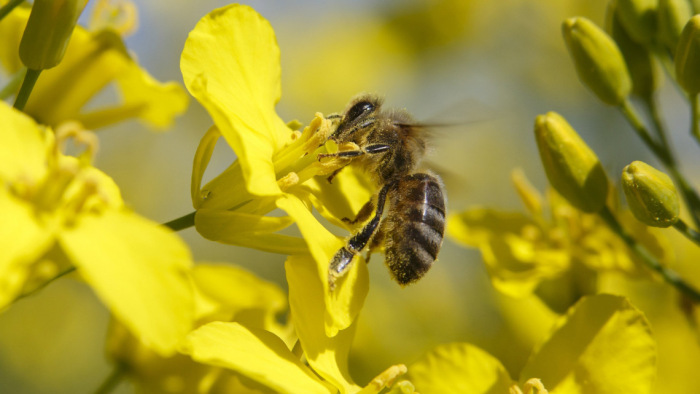 Sürgős intézkedés a méhek védelme érdekében