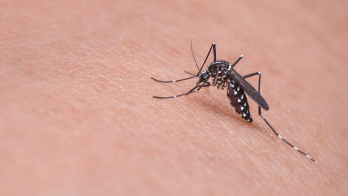 Ilyen a szúnyoghelyzet: beindul a katasztrófavédelem