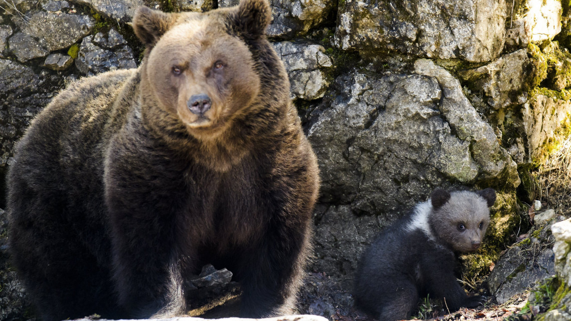 Fényes nappal mászott be a medve a bálványosi családi ház udvarára - fotók