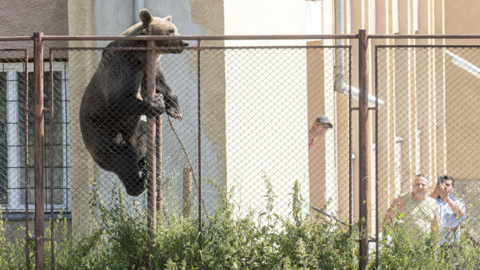 Mégsem kerülnek Veresegyházra a tusnádfürdői medvék