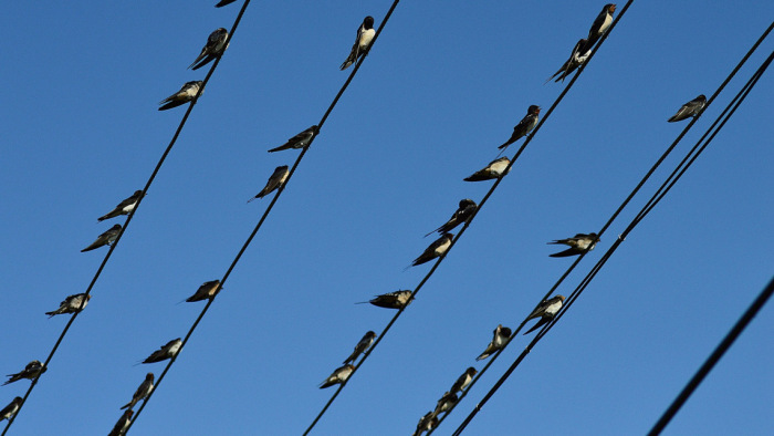 Az áramszolgáltatók fogadkoznak: kevesebb madarat öl meg a villany