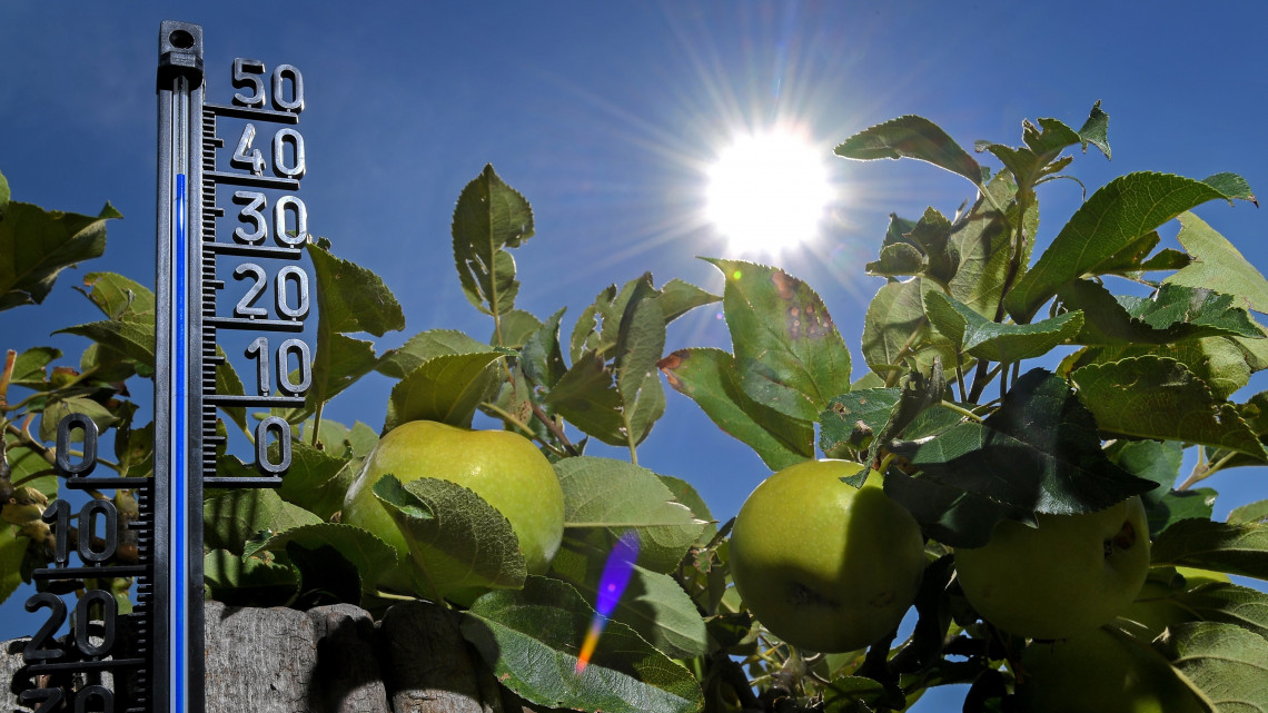 Kamp-Lintfort, 2018. július 27.39 Celsius-fokot mutat a hőmérő higanyszála egy almafa mellett az Észak-Rajna-Vesztfália tartománybeli Kamp-Lintfortban 2018. július 27-én. A német meteorológiai szolgálat, a DWD hőségriadót rendelt el az ország nagy részében. (MTI/EPA/Sascha Steinbach)