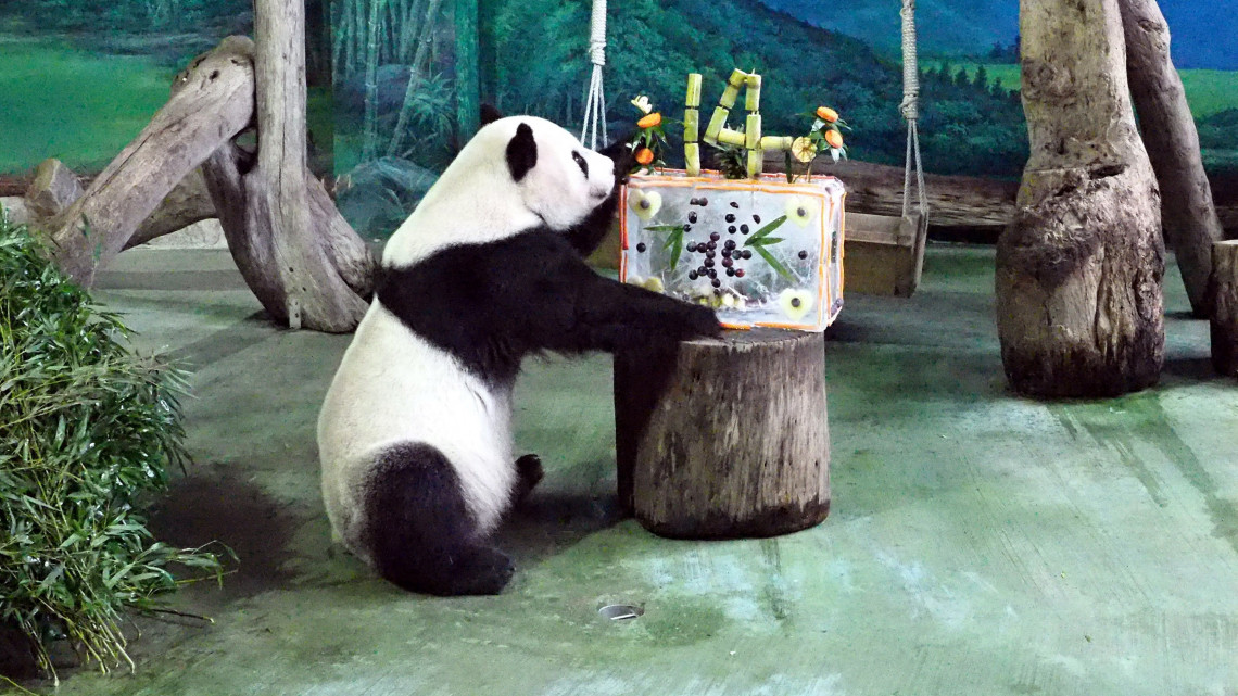 Tajpej, 2018. augusztus 30.A Kínától 2008-ban ajándékba kapott óriáspandapár hímje, Tuan Tuan születésnapi tortájával a Tajpeji Állatkertben 2018. augusztus 30-án. A nőstény, Jüan Jüan is tortát kapott, mert az ő születésnapja pedig másnap, szeptember 1-jén lesz. Kettejük neve összeolvasva: tuanjüan, ami az újraegyesülést jelenti kínaiul. (MTI/EPA/David Chang) *** Local Caption *** 53000073