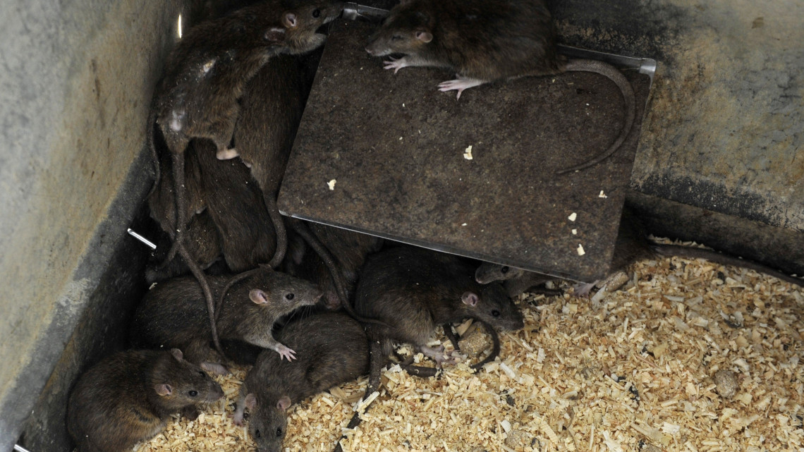 Vándorpatkányok (Rattus norvegicus) a Bábolna Bio Kft. fővárosi laboratóriumának tenyészetében 2013. április 25-én. A cég nyerte a főváros patkánymentesítésére kiírt nyílt közbeszerzési eljárást.