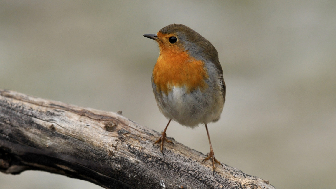 Vörösbegy (Erithacus rubecula) egy Esztergom környéki etetőhelyen 2016. január 2-án.