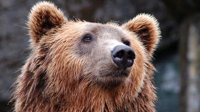 Hatalmas medvébe botlottak kirándulók a Mátrában