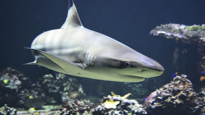 Emberhez szoktatják a cápát az új budapesti Biodómban
