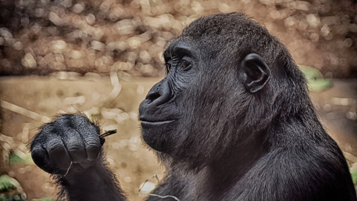 Pánik az állatkertben: betörte kifutójának üvegét egy gorilla – videó