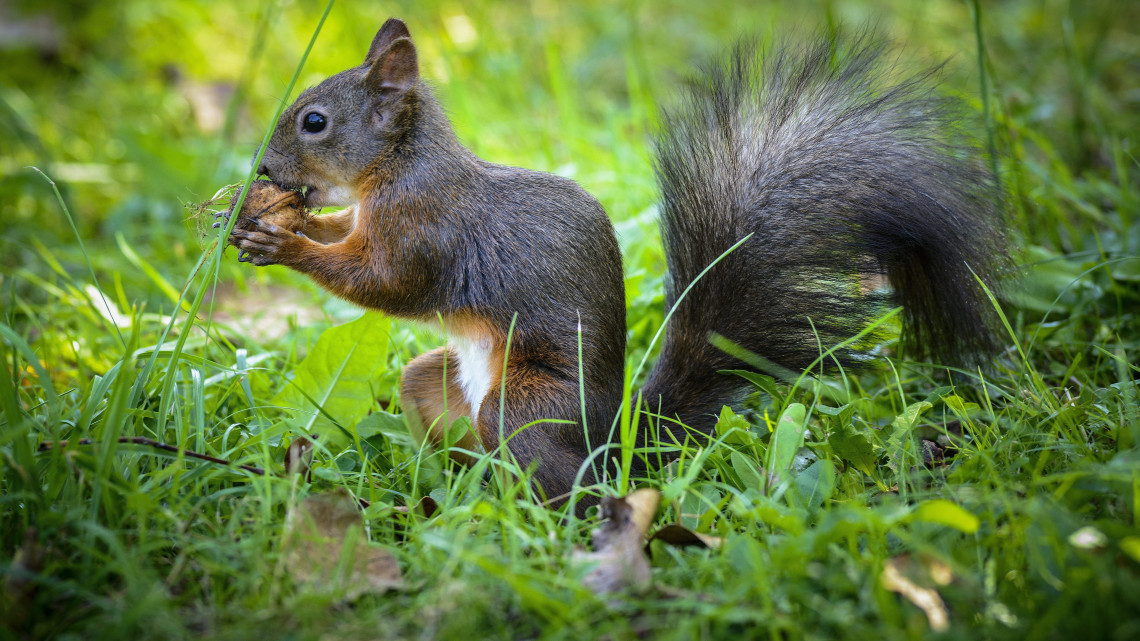 Egy európai mókus, más néven vörös mókus (Sciurus vulgaris) egy diót próbál feltörni fogaival a Debreceni Egyetem botanikus kertjében 2015. szeptember 23-án.