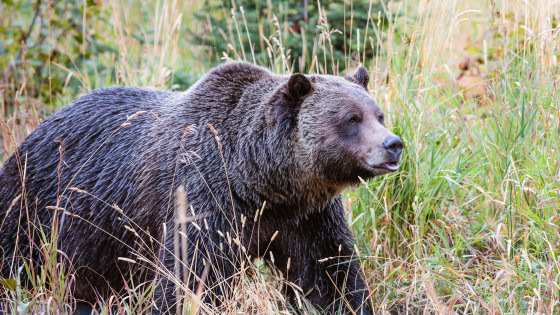 Feltehetően grizzly medve ölte meg az anyát és gyermekét Kanadában