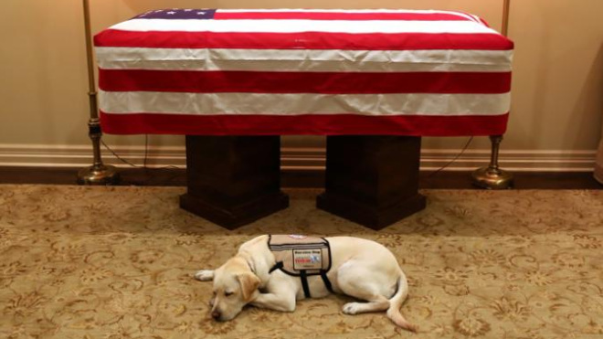 Új feladatot kap Sully, a néhai George H. Bush segítésére kiképzett labrador