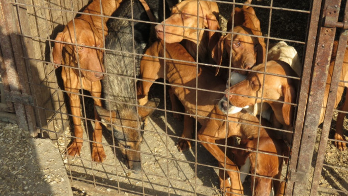 Alultáplált kutyákat találtak, léptek a hatóságok