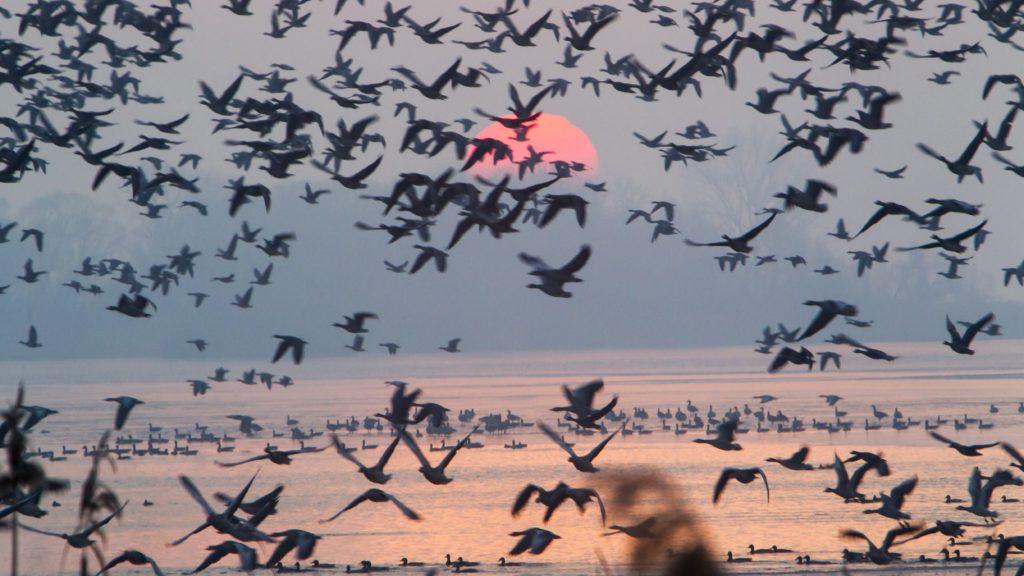 Vadludak repülnek napfelkeltekor a Kis-Balaton felett Zalavárnál 2016. december 11-én.