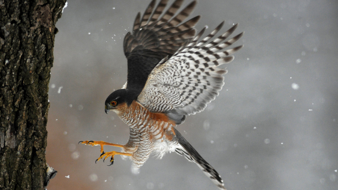 Karvaly (Accipiter nisus) vadászik a hóesésben Pomáz környékén 2018. február 27-én.