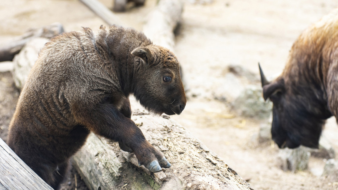 Hathetes mishmi takin (Budorcas taxicolor) a Nyíregyházi Állatparkban 2019. március 7-én. A rendszertanilag a kecskefélékhez tartozó, megjelenésében inkább kis termetű szarvasmarhára emlékeztető takint 2009 óta tartja az állatpark. Az eddig egy ivarérett hímből, két ivarérett nőstényből és két borjúból álló csordában - két hónap eltéréssel - két utód is született.