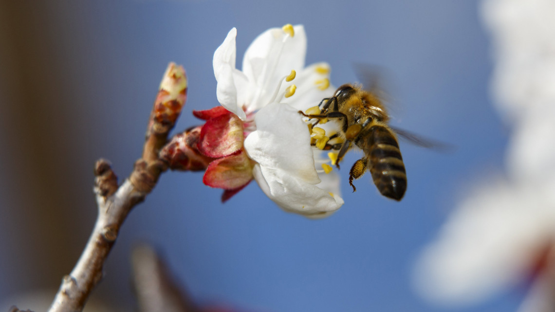 Virágport gyűjtő méh egy virágzó almafán a tavaszi melegben Nagykanizsa közelében 2019. március 17-én.