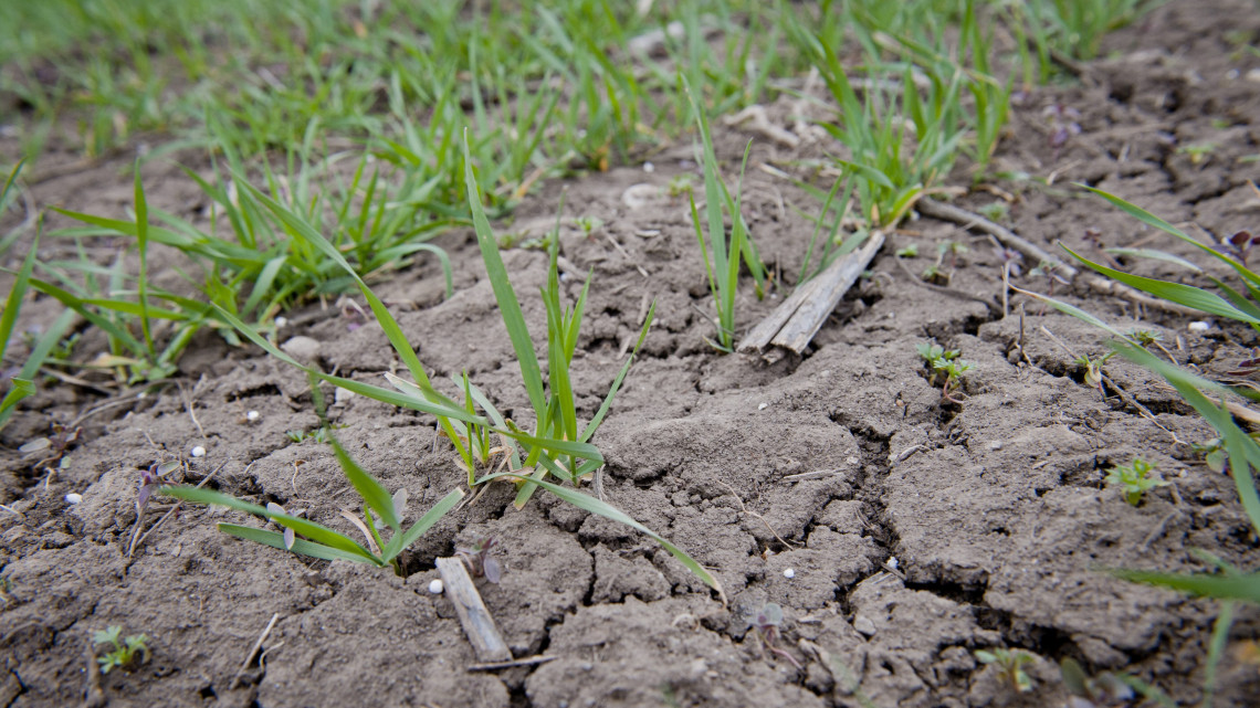 Az aszály miatt kiszáradt búzaföld Orosháza határában, ahol a 2011-ben lehullott csapadék mennyisége a sokéves átlag alatt maradt. A vetést és az őszi növénykultúrák kelését is egyaránt nehezíti a szárazság.