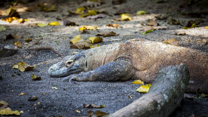 Drasztikus lépésre szánták el magukat a komodói hatóságok