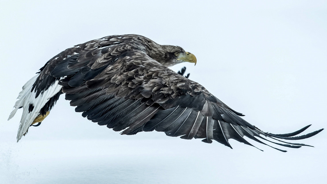 Laszczowka, 2018. február 23.Felgyógyult rétisast (Haliaeetus albicilla) engednek szabadon a délkelet-lengyelországi Laszczowka határában 2018. február 23-án. A korábban vélhetően oszló döghústól megbetegedett vadállatot egy hasonlóképp járt fajtársával együtt a Tomaszów Lubelski erdőfelügyelőség munkatársai vették gondjaikba. (MTI/EPA/Wojciech Pacewicz)