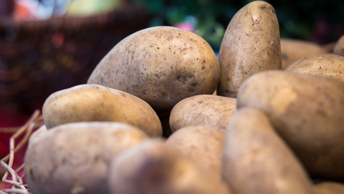 Küszöbön a krumpli drágulása, bajban vannak a termelők