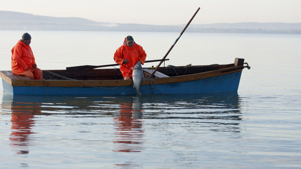 Pethő Krisztián (b) és Csanaki Gábor halászok hálóval csónakba emelnek egy busát a Balatonon, Balatonudvari közelében 2013. október 22-én. A tóban 3-5 ezer tonna busa él, amelyet a tervek szerint évente 150 tonnával csökkentenek.