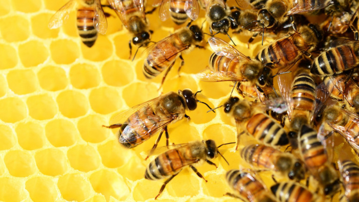 Óriási méhpusztulás a Rába-parton