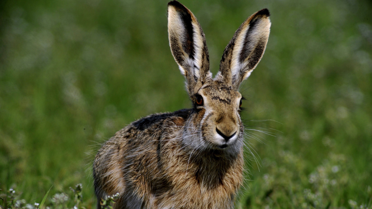 Egy mezei nyúl (Lepus europaeus) a Bács-Kiskun megyei Tiszaalpár határában 2017. április 3-án.