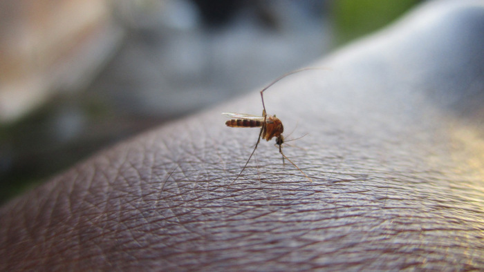 Jött egy rossz hír a szúnyoginvázióban
