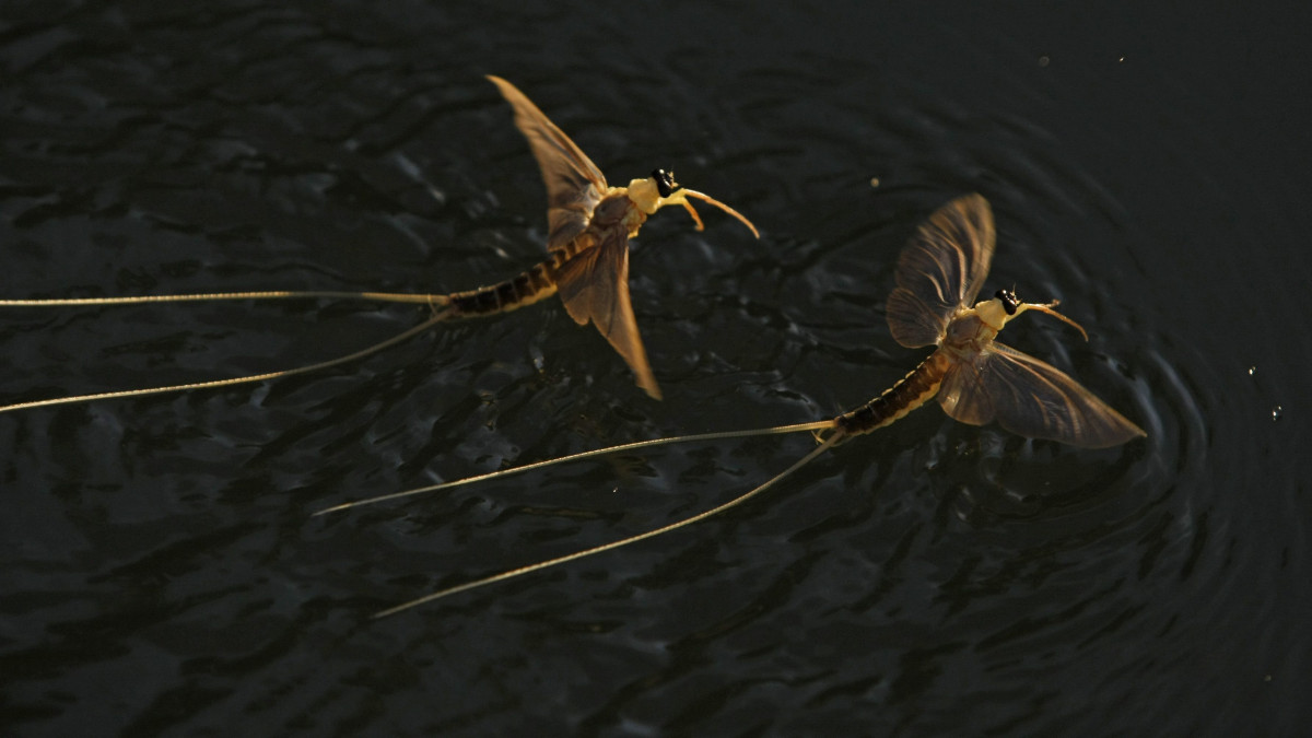 Kérészek (Polingenia longicauda) repülnek fel a vízről a Tiszán Nagykörű közelében 2015. június 18-án. A folyó középső szakaszán elkezdődött a világon egyedül a Tiszán és mellékfolyóin előforduló kérészfaj, a tiszavirág nászrepülése.