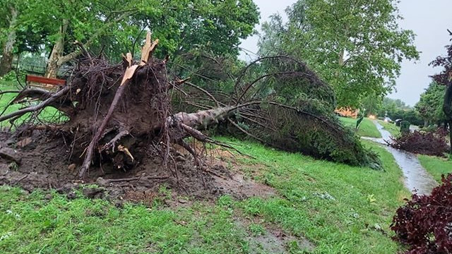 Hatalmas fákat dönt ki, kamionokat borogat a vihar - videók a pusztításról