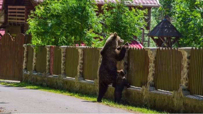 Újabb brutális medvetámadások Erdélyben, 140 példányt lőnek ki