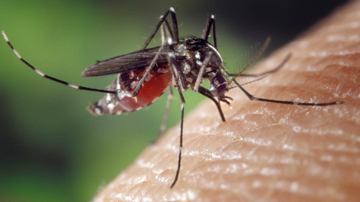 Már az egész országban jelentőssé vált a szúnyogártalom