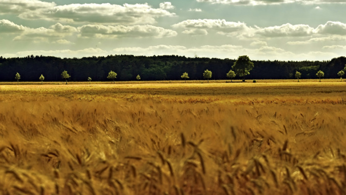 Harmincadával nőtt egy év alatt a magyar mezőgazdaság
