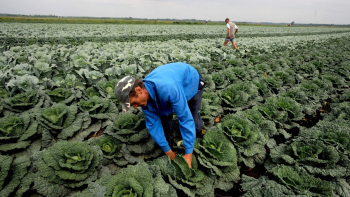 Bajban vannak a földeken, nyolcezer idénymunkás hiányzik a mezőgazdaságból