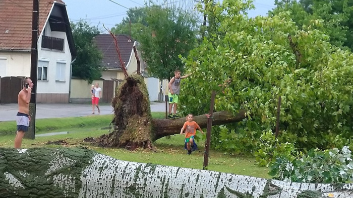 Hatalmas fákat csavart ki a vihar, megdőlt a szélrekord - durva képek