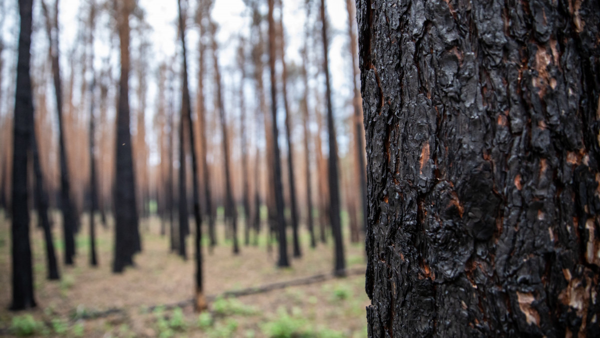 Erdőtűzben megégett törzsű fák 2019. július 31-én a Brandenburg tartományban lévő Treuenbrietzenben, ahol a rendkívüli hőség és szárazság miatt 400 hektárnyi területet puszítottak el a lángok az elmúlt időszakban.