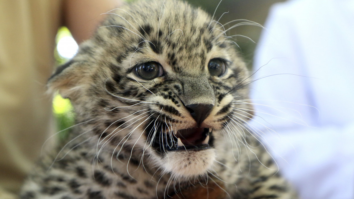 Kéthónapos nőstény perzsa leopárd (Panthera pardus saxicolor) a Miskolci Állatkert és Kultúrparkban 2019. augusztus 9-én.