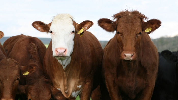 A teheneket nem lehet átállítani egyik napról a másikra - ekkora bajban van a tejágazat