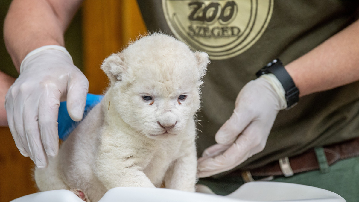 A Szegedi Vadaspark május 15-én született fehér oroszlánkölykét mérlegeli Sebők Imre állatgondozó a bemutatón 2019. május 24-én. A Szonja nevű fehér oroszlán a dél-afrikai oroszlán (Panthera leo krugeri) ritka színváltozatú egyede.
