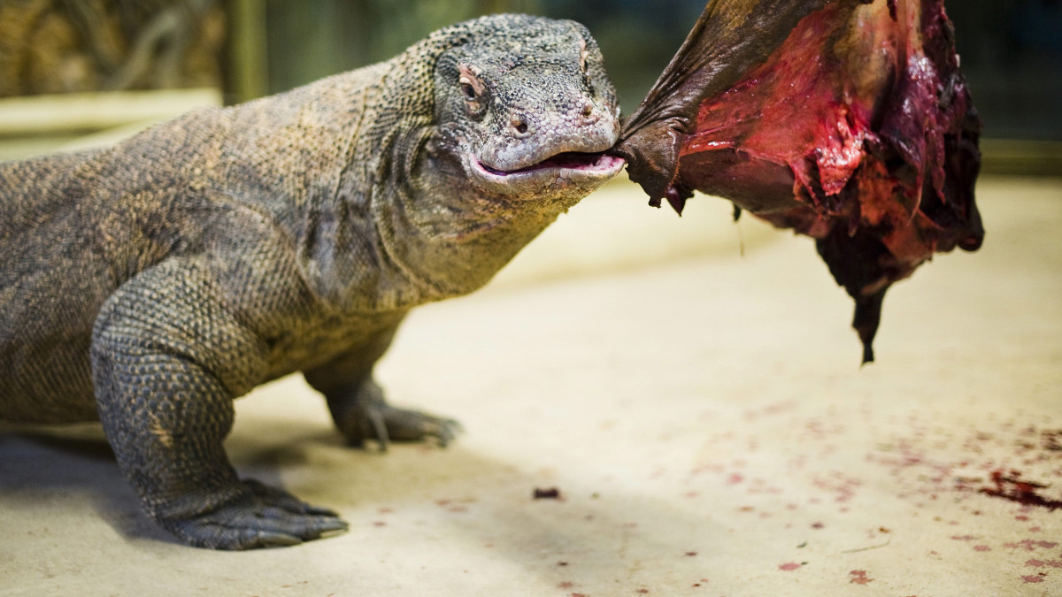 Bagol, a nyolc éves komodói hím varánusz (Varanus komodiensis) próbál letépni egy darabot a mennyezetről lógó húsdarabból, a Nyíregyházi Állatparkban. Korábban kis darab húsokat kaptak az óriáshüllők, és azokat minden erőfeszítés nélkül, tíz perc alatt be is kebelezték. Mostantól a saját egészségük érdekében feldarabolatlanul kapják az ennivalót, amit a természetes táplálkozásához hasonlóan nagyobb erőfeszítéssel, több óra alatt fogyasztanak el. A mozgásszegény életmód mozgásszervi megbetegedésekhez vezet és elhízást okozhat az állatoknál, ezért változtattak az etetésükön.