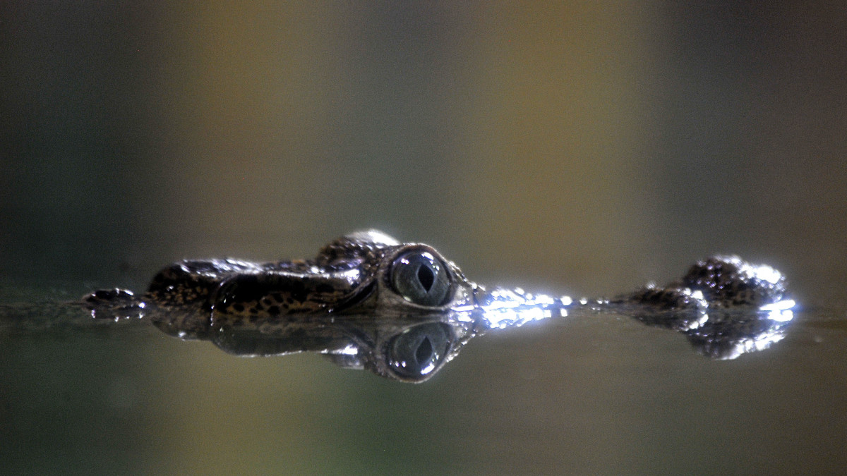 A Dániából érkezett öt rombuszkrokodil (Crocodylus rhombifer), más néven kubai vagy gyémántkrokodil egyike a Fővárosi Állat- és Növénykertben 2019. augusztus 16-án. Az öt állat még nagyon fiatal, ezért hosszuk alig haladja meg a fél métert, de idővel két méternél is nagyobbra nőnek majd. A rombuszkrokodil Kritikusan veszélyeztetett faj.