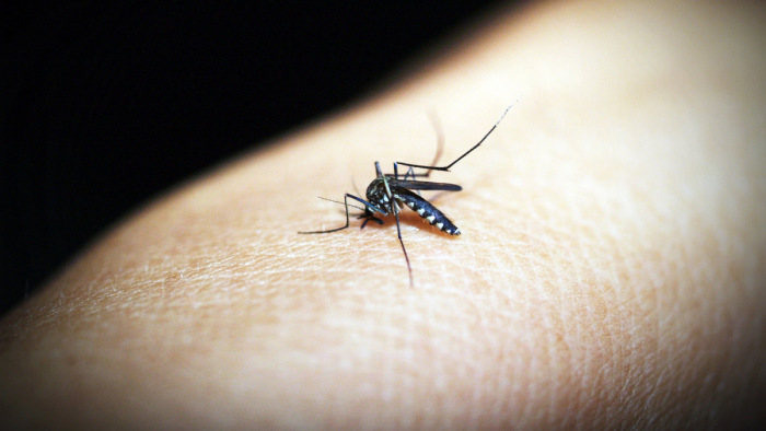 Már a kifejlett szúnyogokat is gyérítik a héten