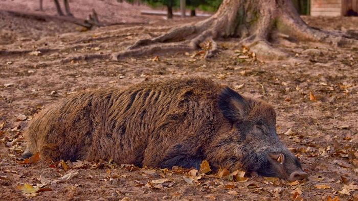 Kiderült, mennyi vaddisznó pusztult el Magyaroszágon a sertéspestis miatt