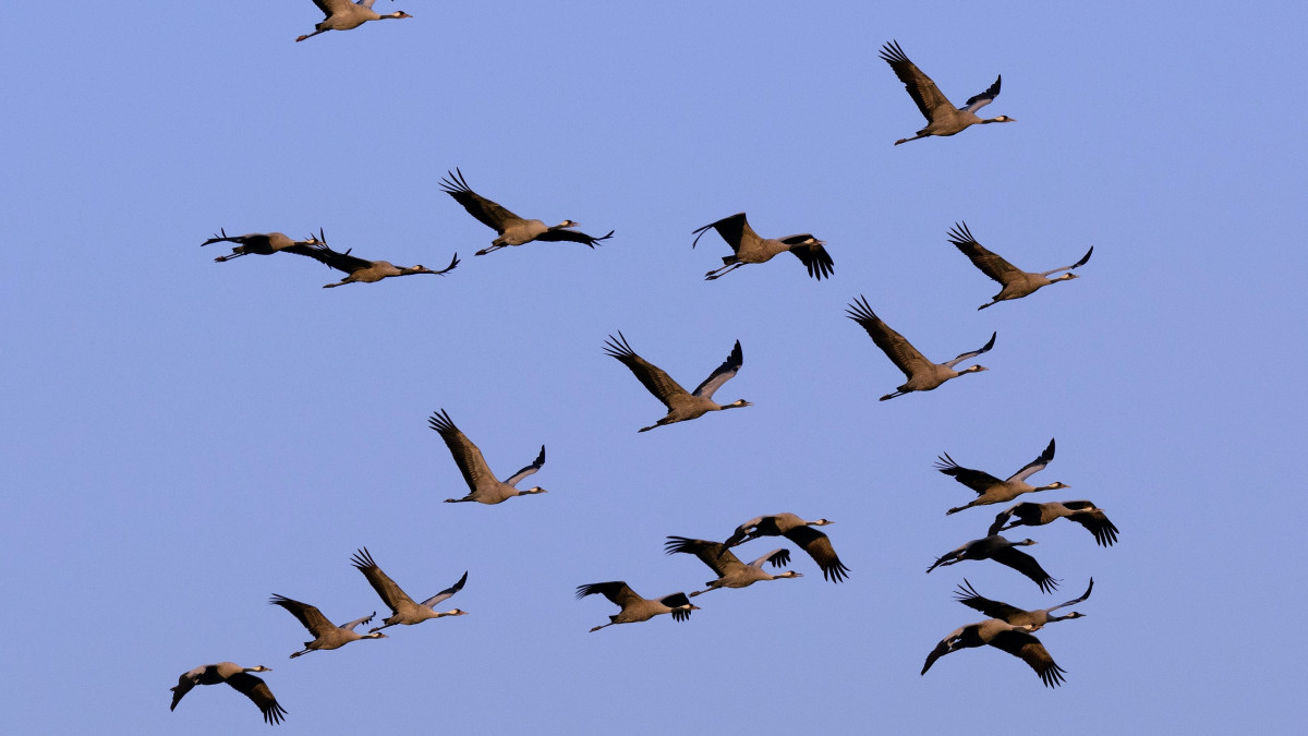 Szürke darvak (Grus grus) repülnek naplemente előtt a Hortobágy felett, az Elepi tóegység térségében 2015. október 21-én. A madarak három jelentősebb európai vonulási útvonala közül az egyik Magyarországon vezet keresztül, és kontinensünk egyik legnagyobb darugyülekező helye a Hortobágyi Nemzeti Park területén található.