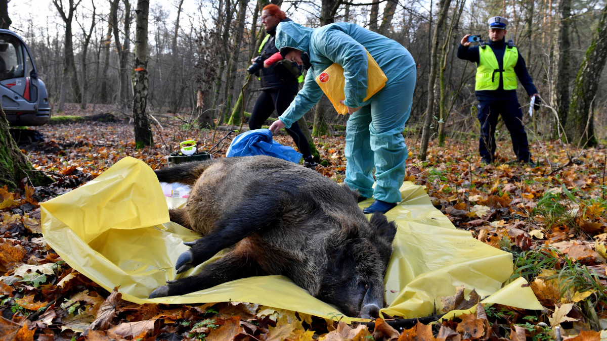 Az afrikai sertéspestis (ASP) felismerését gyakorolja elejtett vaddisznón egy lengyel állatorvos a fertőzés megjelenésére felkészítő hatósági továbbképzésen Dalewo település közelében 2019. november 19-én. Az ASP a házi sertések és vaddisznók lázat okozó, testszerte vérzésekkel járó vírusos betegsége, amely váladékok vagy vér útján, valamint ragályfogó tárgyakkal érintkezve és húsipari élelmiszerhulladék etetésével is terjed.