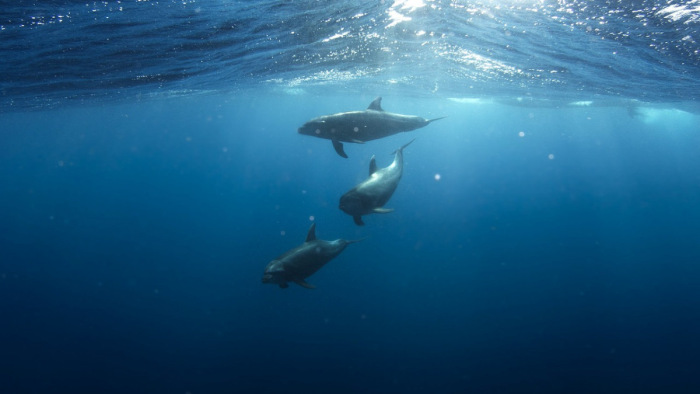 Óriási delfinmentés történt Ausztráliától délre - videó