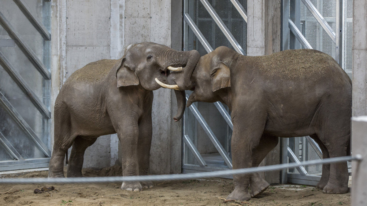 A közelmúltban érkezett ázsiai elefántok (Elephas maximus) a Szegedi Vadaspark új elefántházában az átadóünnepség napján, 2018. május 27-én. A vadaspark történetének eddigi legnagyobb, 480 millió forintos beruházással, uniós támogatással felépült elefántháza öt állat tartására alkalmas.