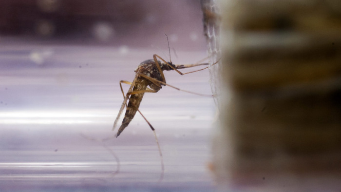 A Balatonnál és Budapesten is folytatódik a szúnyogirtás